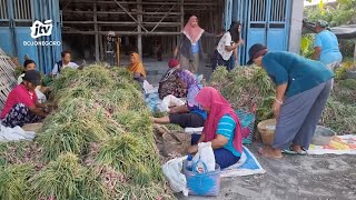 Puluhan Warga di Nganjuk Berebut Pritil Bawang Merah
