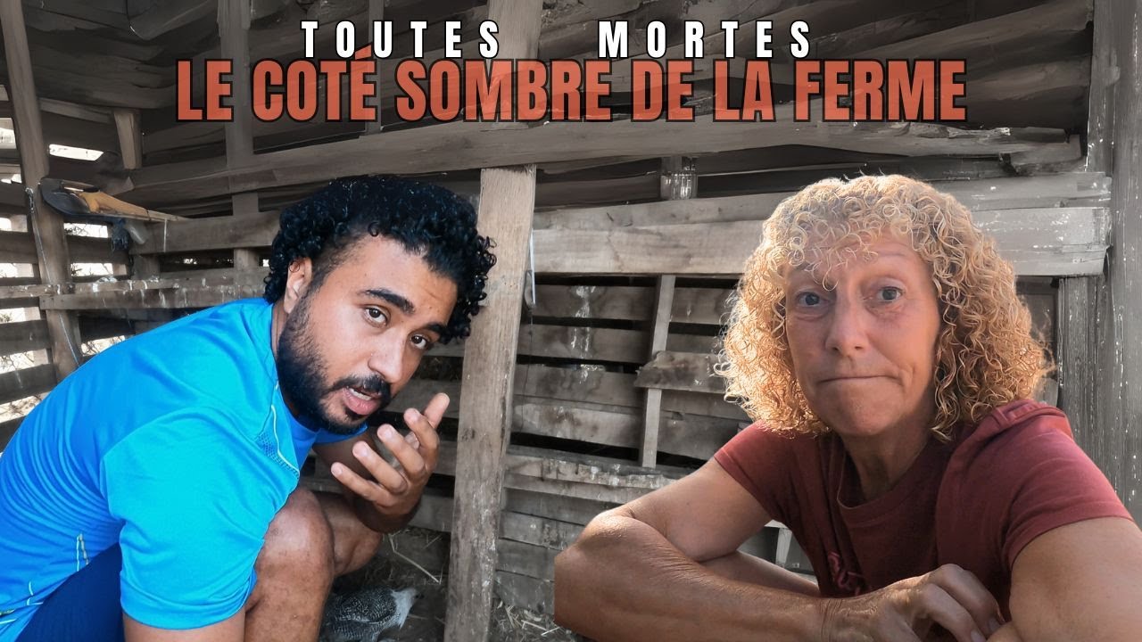 371- un virus frappent notre ferme au Maroc.