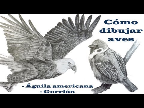 Video: Cómo Dibujar Aves Migratorias