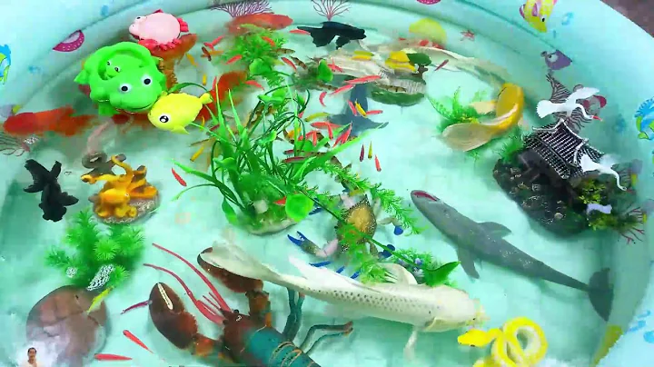 Let's explore what fish and sea creatures there are:sharks,jellyfish#goldfish#animals#viral videos
