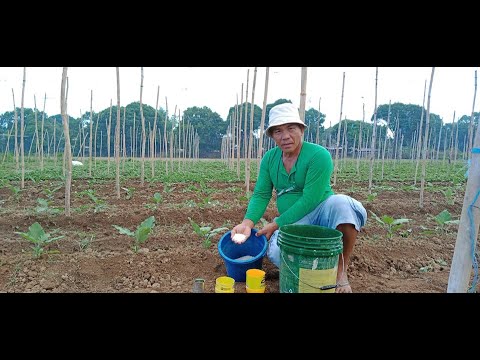 Video: Mga Tip sa Pataba ng Talong: Pagpapakain ng mga Talong Sa Hardin