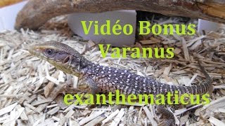 Varanus exanthematicus, vidéo bonus, terrarium , suivis d'élevage