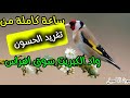 ساعة من تغريد حسون واد الكبريت سوق اهراس
