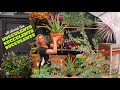 All About Succulents | Care, Containers, Duplicating, Cuttings, Potting Up, Mealy Bugs //Garden Farm