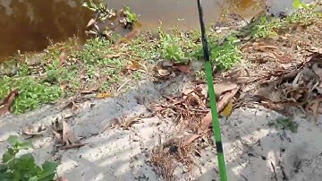 NGÀY ĐI CÂU CÁ RÔ PHI CUỐI MÙA NƯỚC LÊN - TẬP 4