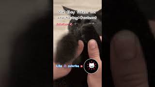 Thanks for subscribing guys!! :3🍫🍫🍫 #pleasesubscribe #cutecat #viral