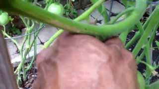 Lemon Boy and Parker Whopper harvest daily enjoy. Peace Cya @MrPaka420