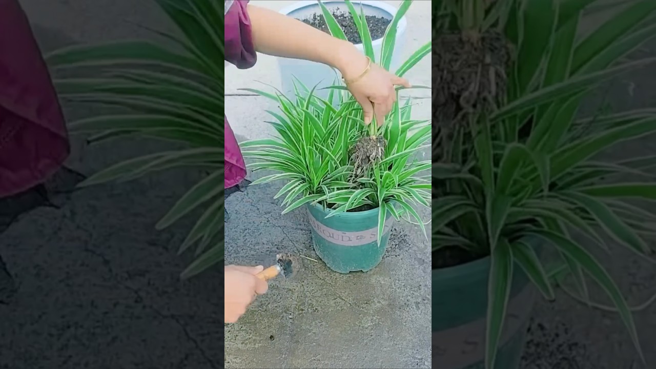 Method change pots plant to grow up beautiful #shorts #diy #flowers #plants