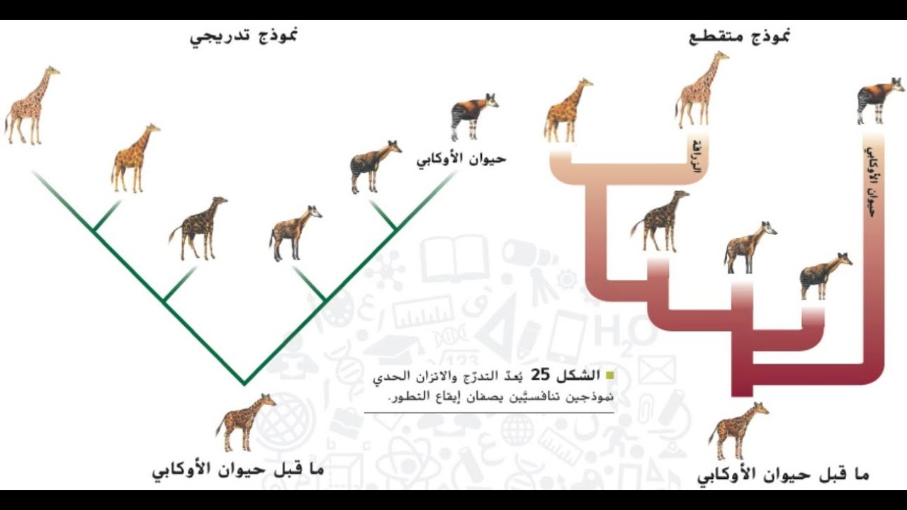 صياغة ملامح النظرية التطورية  ـ الجزء الثالث