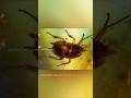പാറ്റ അല്ലെ ഇപ്പൊ വിഷയം | Science Bro #cockroach