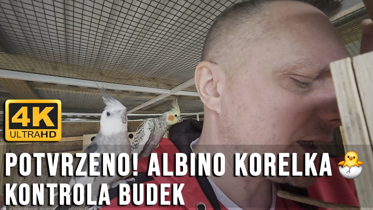 🔴[4K ] Potvrzeno! ALBINO KORELKA 🕊️✨ | Kontrola voliéry a budek │KorelyEu