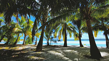 Beautiful palm trees gently blowing in the wind with distant wave sounds. Perfectly relaxing.