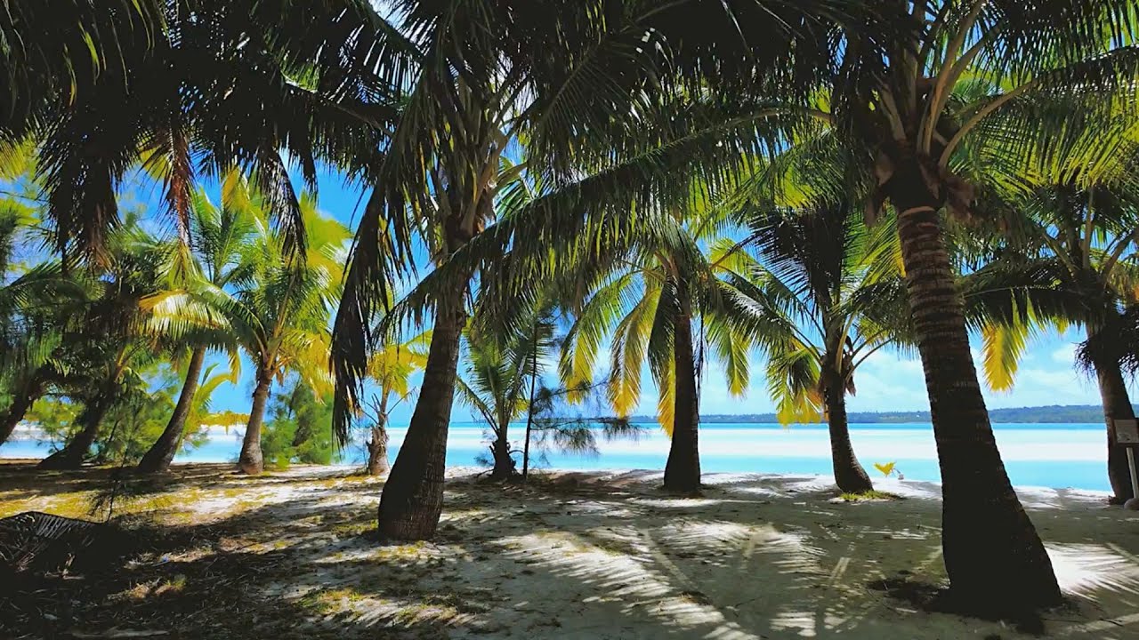 Beautiful palm trees gently blowing in the wind with distant wave sounds. Perfectly relaxing.