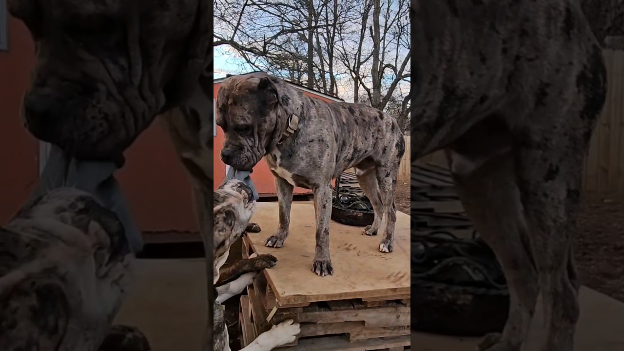 Fierce Companion Dogs