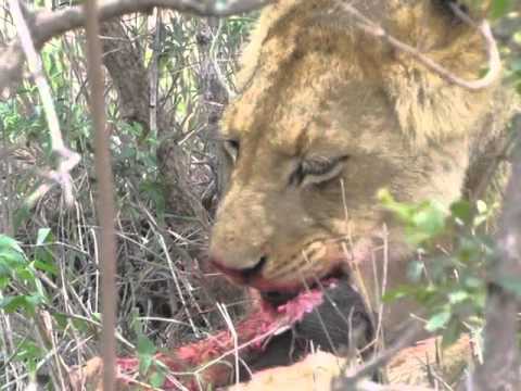 Lion Eating A Baby Warthog Youtube