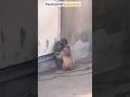 #punchkun Punch💋his GF 😳😳#punchthemonkey #punch #monkey #viral #japan #ichikawa #zoo #funny