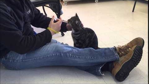 PetBehavior: Touch Aggression Counterconditioning