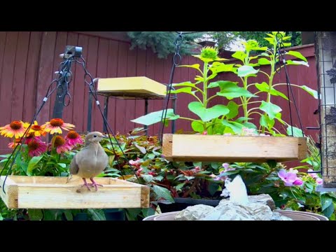 Backyard Birds & Squirrels