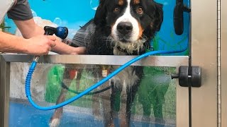 Le Dogwash - Lavage pour chien en libre-service