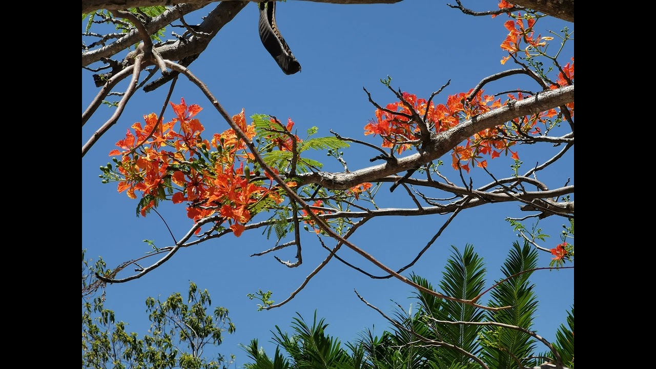 TÌNH HÈ PHƯỢNG ĐỎ