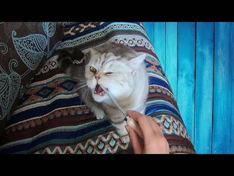 У кошки колтуны - что делать? )) Делаем груминг!