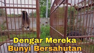 Jalak Nias Dan Jalak Kebo gacor Full isian Cocok Untuk Masteran Jalak Nias Dan Jalak Kebo Muda