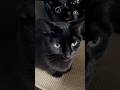 ЁЯРИтАНтмЫЁЯШ ЁЯР Felinefriday Cat Love ЁЯРИтАНтмЫЁЯШ ЁЯР Felinefriday Cat Love