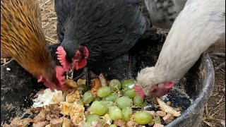 Breakfast on the farm with our FRIENDLY chickens 🐔 #chicken #homestead by Wild Country Ranch 320 views 4 months ago 1 minute, 24 seconds