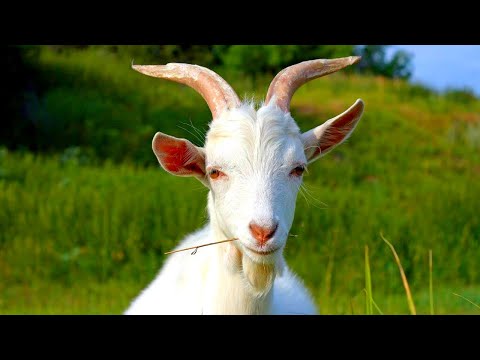 Видео: Николай Дроздов рассказывает о козах 🐐