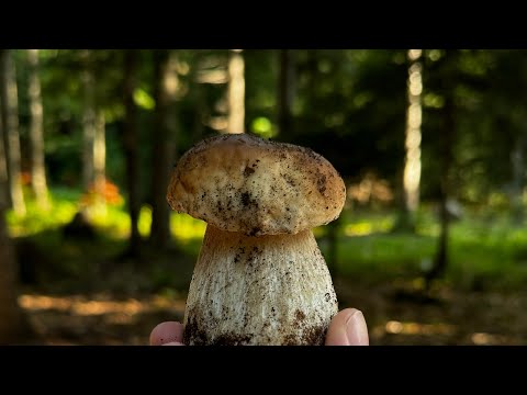 Грибы Архыза
