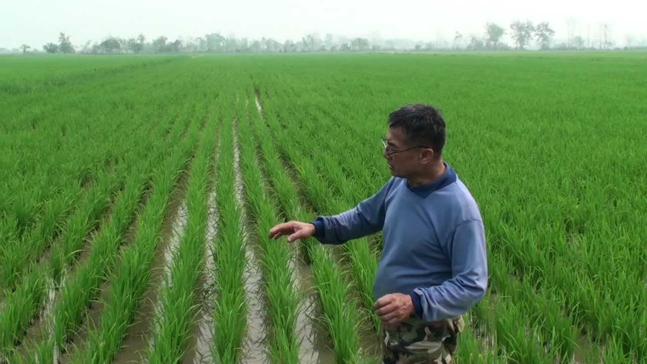 Azolla Duck Rice Farming@ แม่สาย เชียงราย7 - YouTube