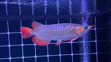 Huyết long supe red ăn nhái