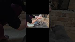 Bulldog Wrinkle Care Powder - Moisture &amp; Odor Control Absorb Tears - Natural Soothing Formula with A