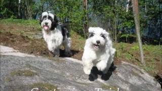 Reiska the Flying Tibetan  From Playgrounds to Agility Races