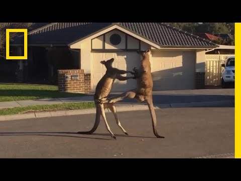 ケンカするカンガルー  