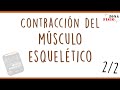 FISIOLOGÍA: CONTRACCIÓN DEL MÚSCULO ESQUELÉTICO | ENTENDIENDO GUYTON CAPÍTULO 6 | PARTE 2/2