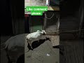 Qurbani Ki Cow hai#Shorts#youtube