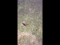 Ant Carries Dead Friend