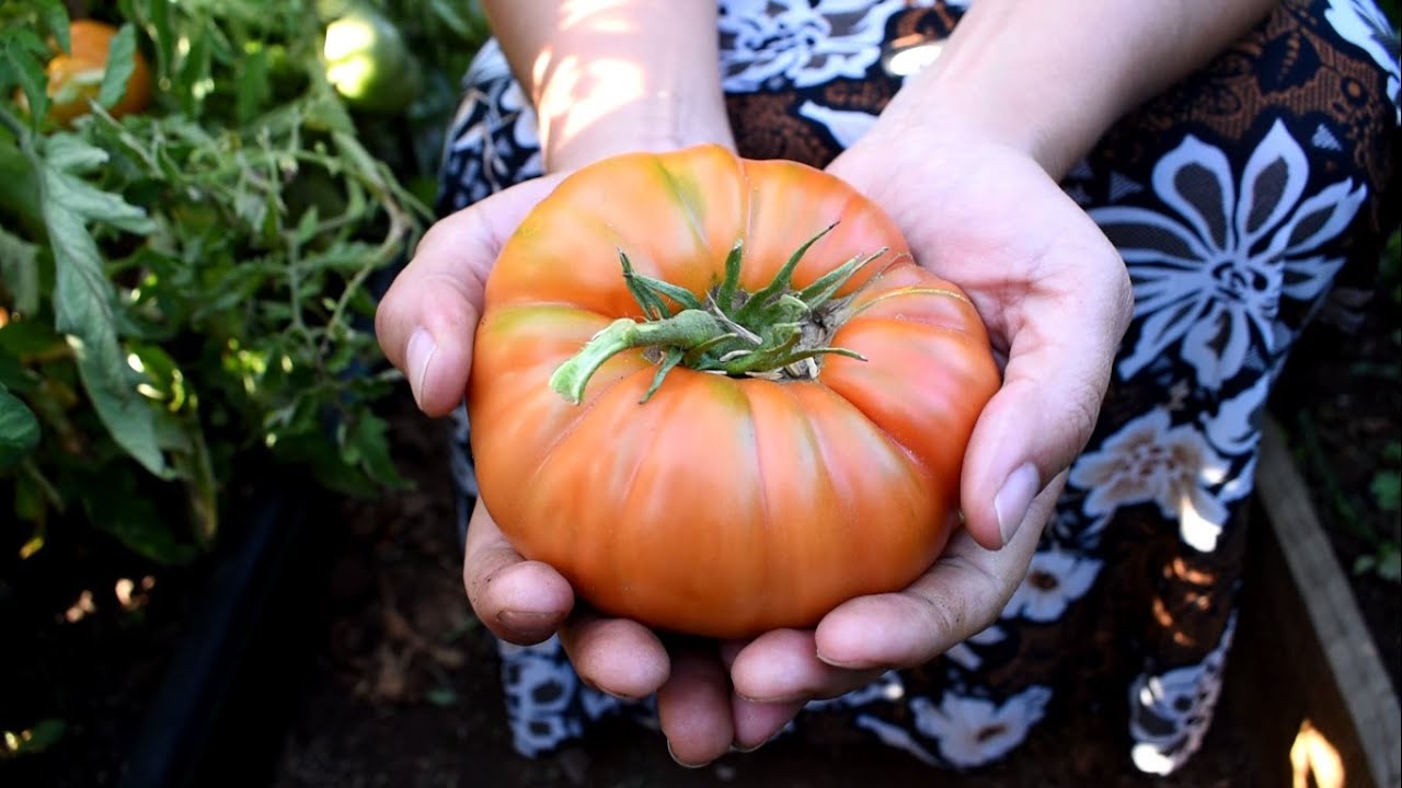 Recorrido 2° parte Semillero Vivo || Semillas Tradicionales || #semillas #huerta