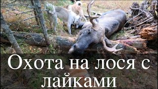 видео: Охота на лося с лайками.  картинка: Охота на лося с лайками.