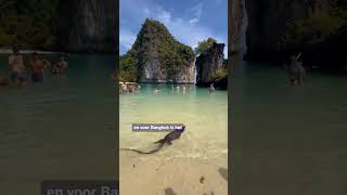 Download Lagu Het Thaise Bangkok wordt overspoeld door varanen MP3 Download Lagu Het Thaise Bangkok wordt overspoeld door varanen MP3