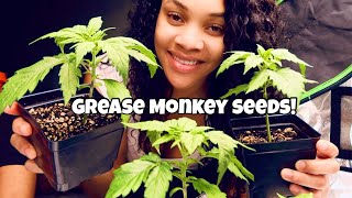 2x4 Cannabis Grow Update 🌱 MOVING FROM SEEDLING TO VEG
