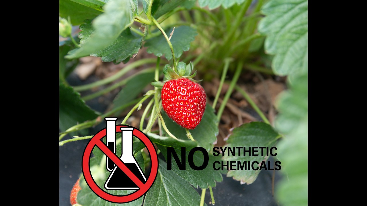 Thumbnail for Organic Produce