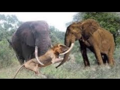 Animals Fight Powerful Lion vs Elephant