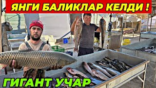 видео: 31 октября 2025 г. ТУРТКУЛЬ БАЛИК БОЗОР НАРХЛАРИ  картинка: 31 октября 2025 г. ТУРТКУЛЬ БАЛИК БОЗОР НАРХЛАРИ