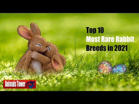 Top 10 Most Rare Rabbit Breeds in 2021