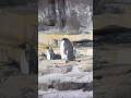 Seaworld Orlando Florida #cute #penguin #animals Emperor Penguin