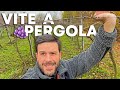 INIZIO delle POTATURE al VIGNETO