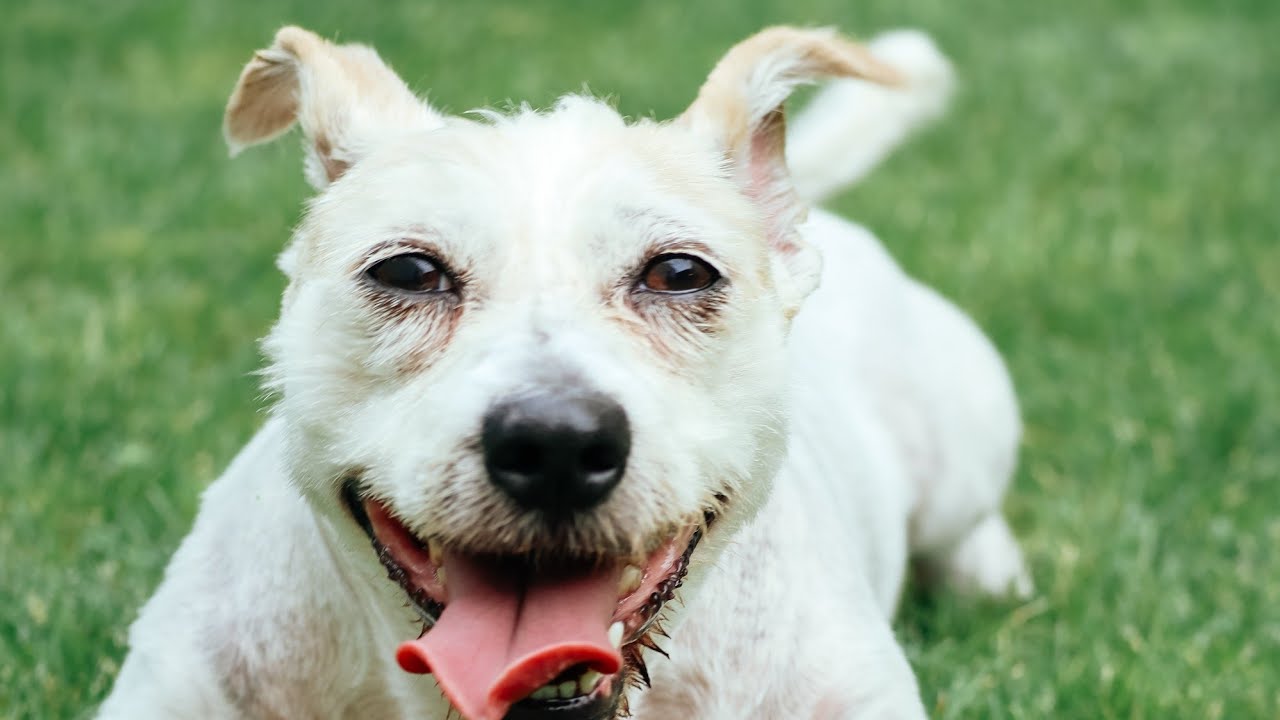 Cute Animals for When You Are Feeling Down | Jokes