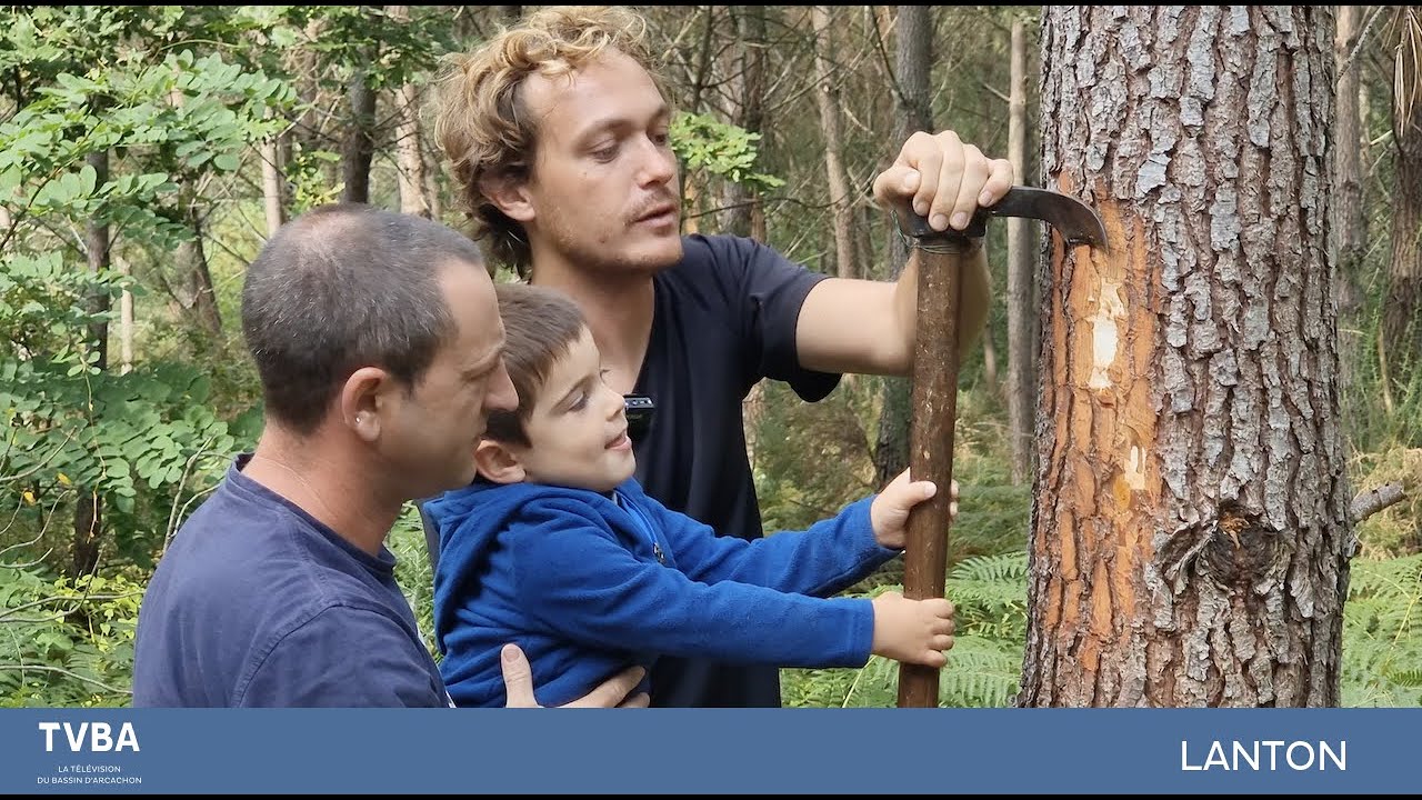 Lanton fait revivre la tradition du gemmage des pins